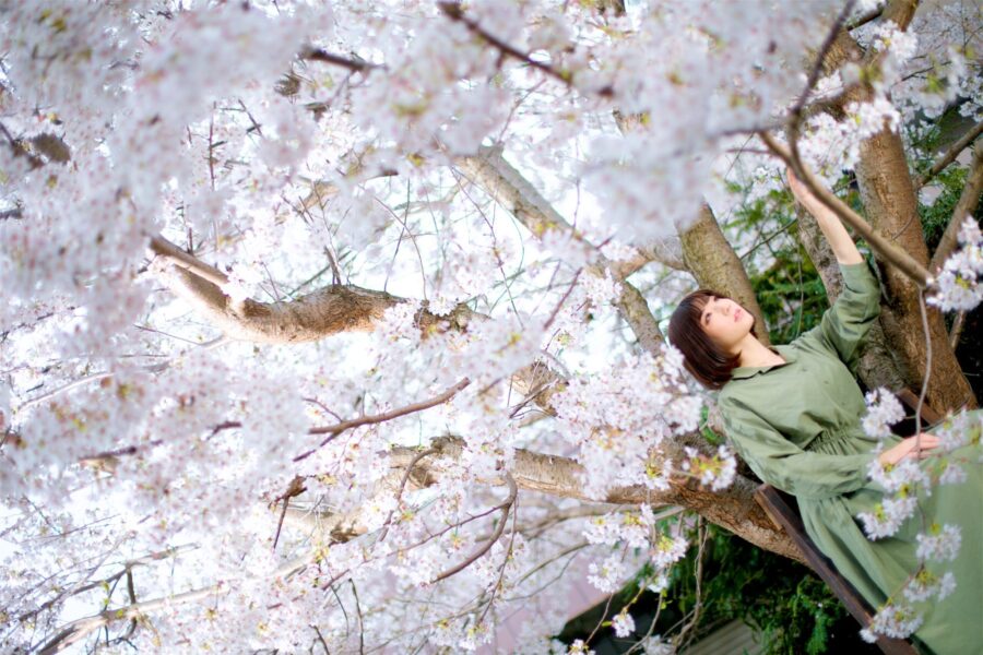 桜のポートレート