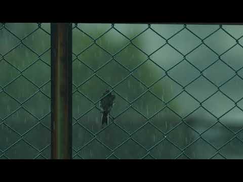映像作品「Rainy day」