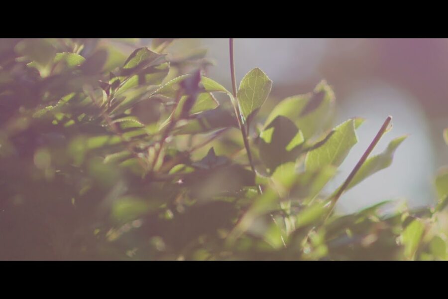 映像作品「Sun light」