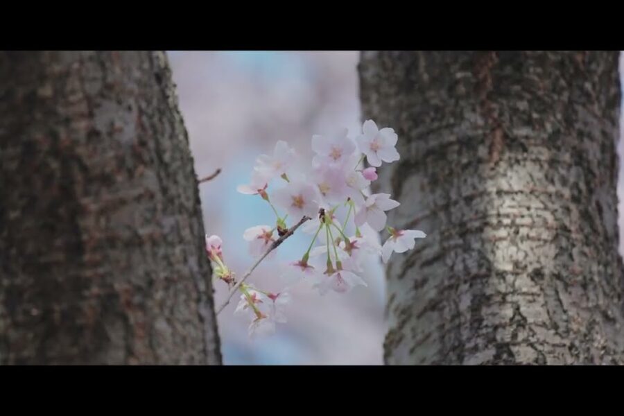 桜ムービー「CANON EOS R3 6K RAW」